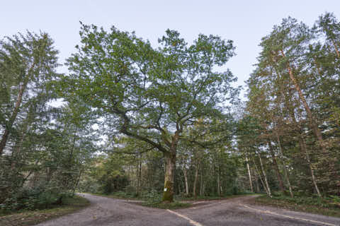 Gemeinde Altötting Landkreis Altötting Forst Alte Poststraße Innradweg Einsiedel-Eiche (Dirschl Johann) Deutschland AÖ